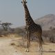 Giraffe in Namibia