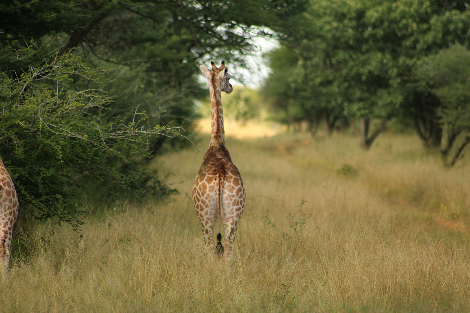 Giraffe in Namibia