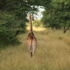 Giraffe in Namibia