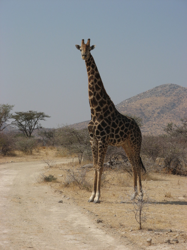 Giraffe in Namibia von Nicola Heins
