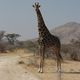 Giraffe in Namibia