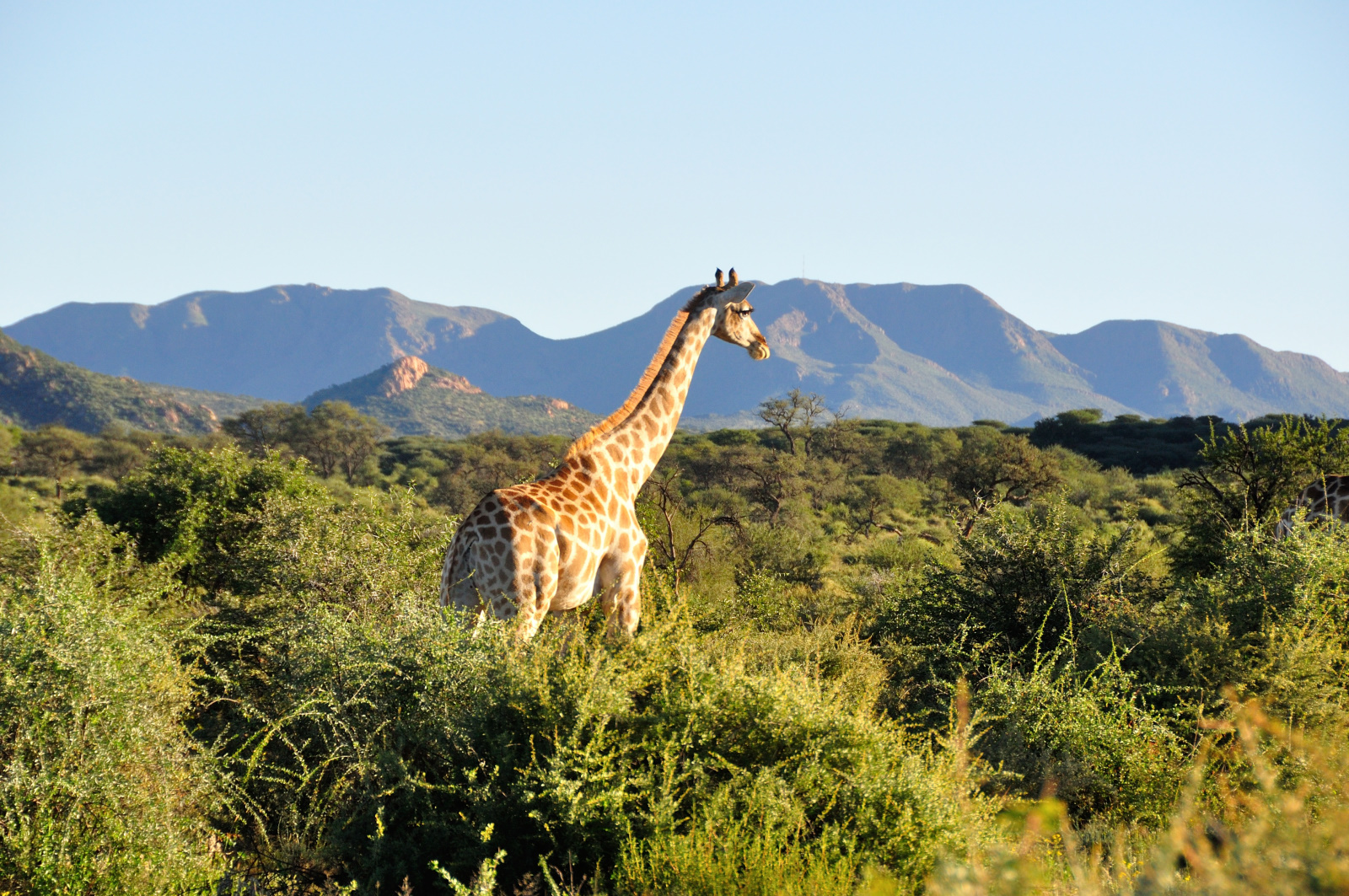 Giraffe in Namibia