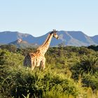 Giraffe in Namibia