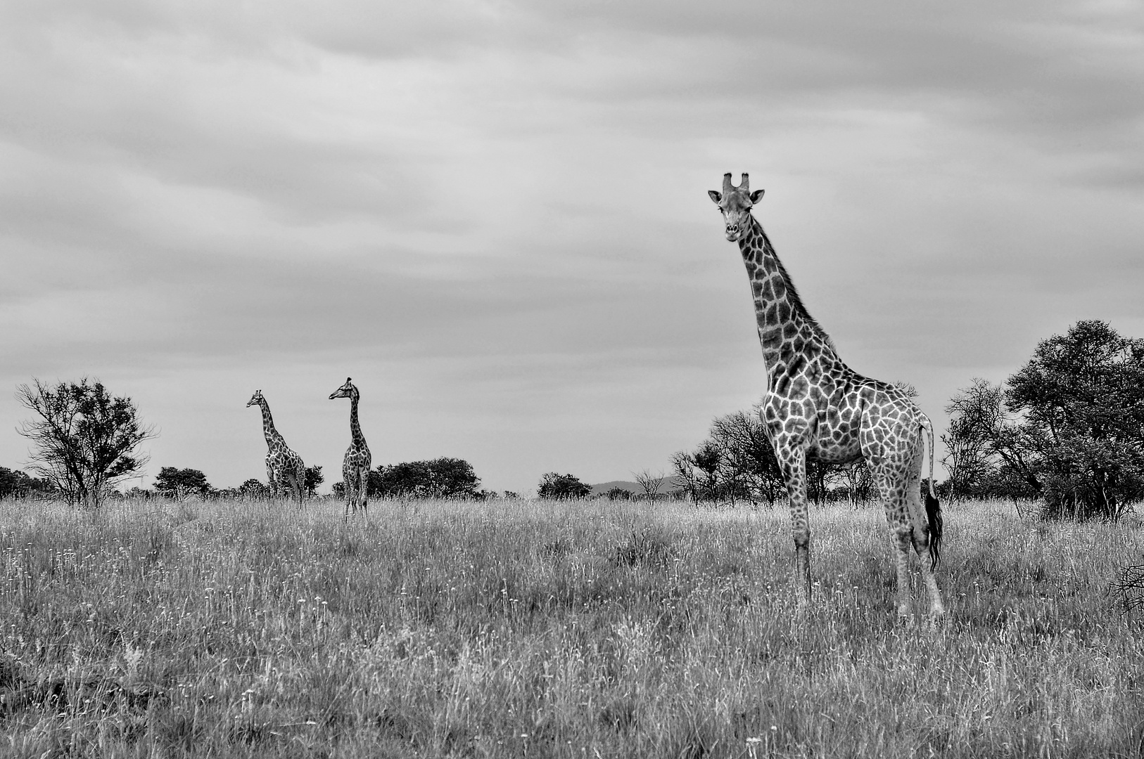 Giraffe in Süd-Afrika