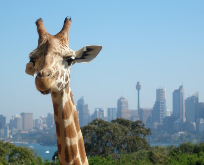 Giraffe in Sydney