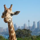 Giraffe in Sydney