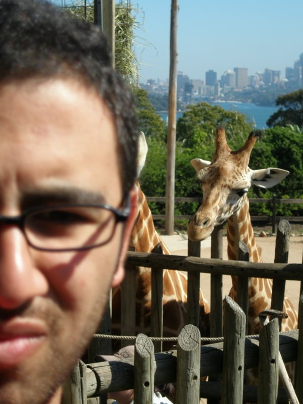 Giraffe in Sydney und ich