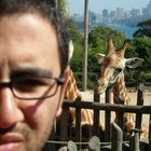 Giraffe in Sydney und ich