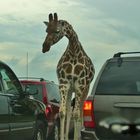 Giraffe in the City