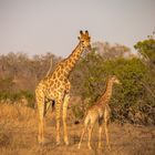 Giraffe in the Sun