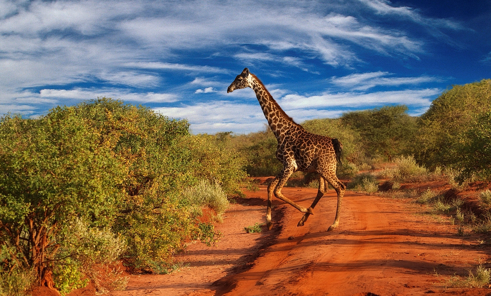 Giraffe in Tsavo NP