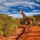 Giraffe in Tsavo NP