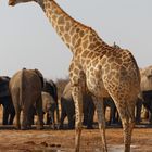 Giraffe in Tsumcor_1