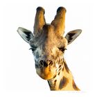 Giraffe in Uganda