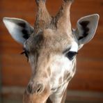 Giraffe  -Jungtier-