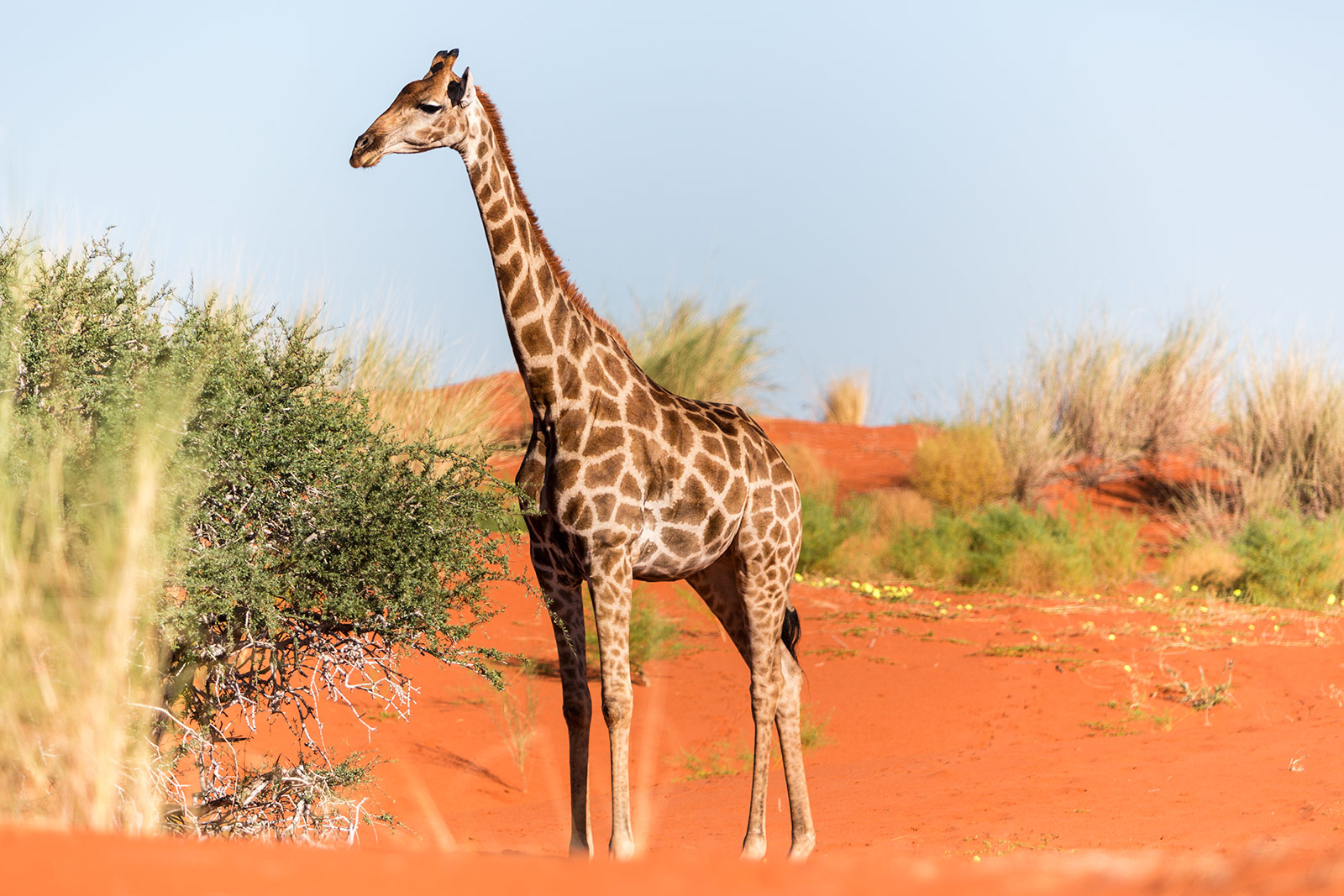 Giraffe - Kalahari - Namibia