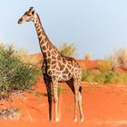 Giraffe - Kalahari - Namibia