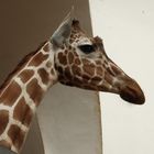 Giraffe kein Affe