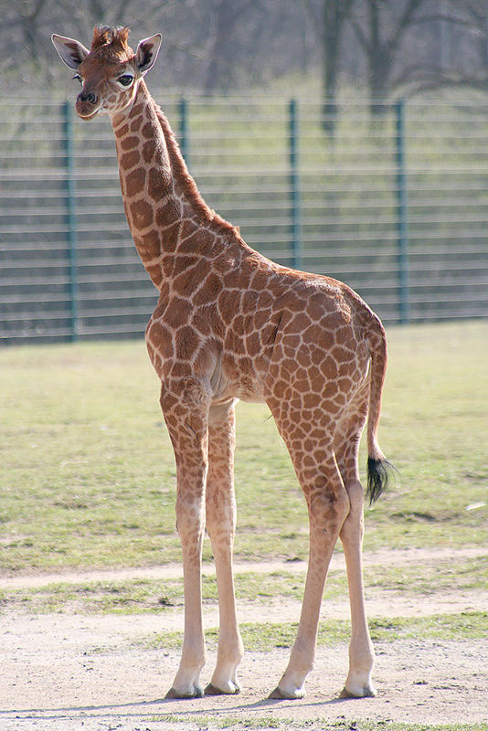 Giraffe klein