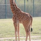 Giraffe klein