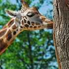 Giraffe knabbert am Baum