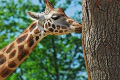 Giraffe knabbert am Baum
