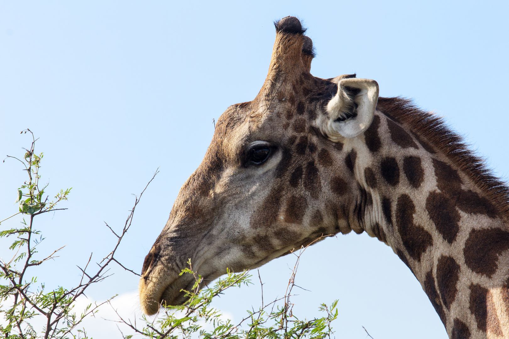 Giraffe Kopf Namibia