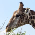 Giraffe Kopf Namibia