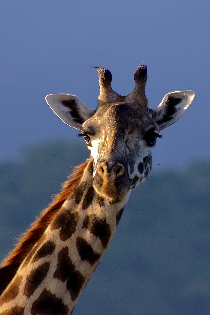 Giraffe - Kopfportait
