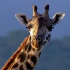 Giraffe - Kopfportait