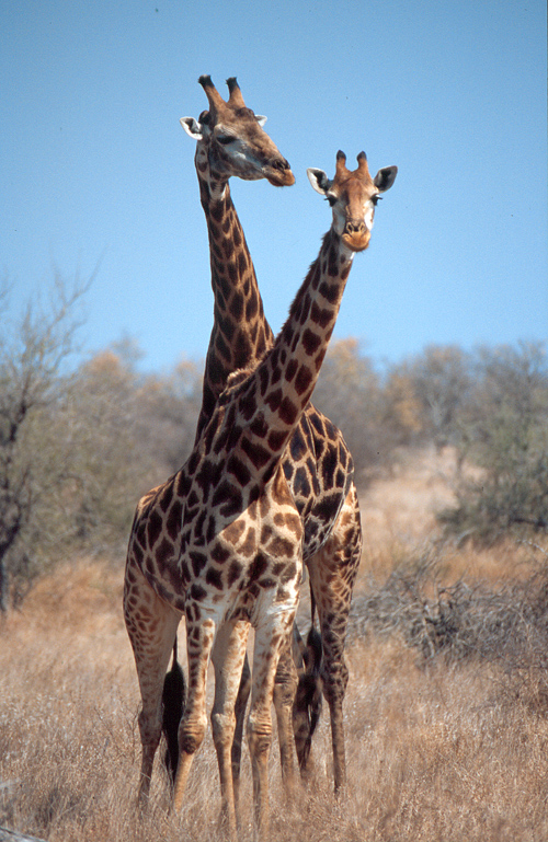 Giraffe (Kruger Park)