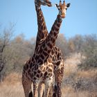 Giraffe (Kruger Park)