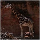 Giraffe & Kuhantilope