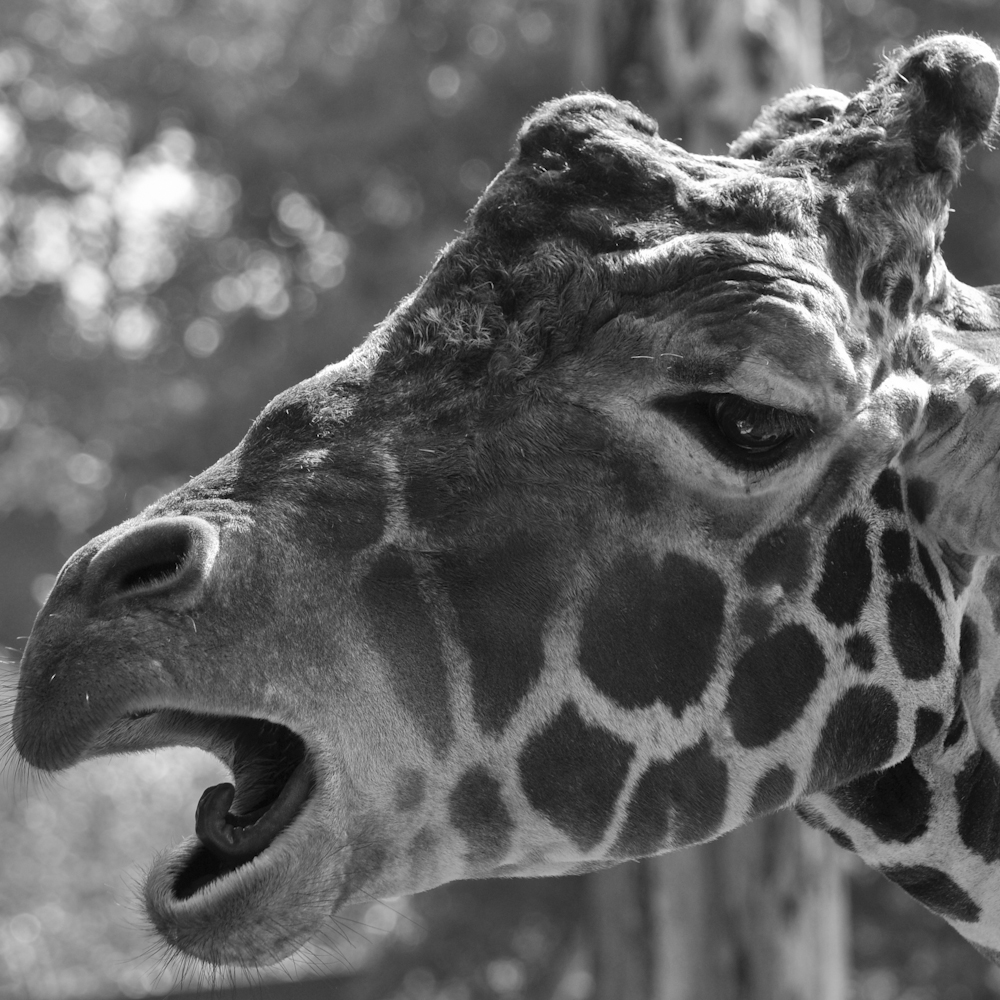 Giraffe, lachend