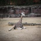 Giraffe, liegend, Experiment