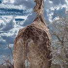 Giraffe - look to the sky