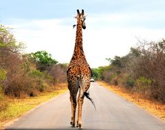 Giraffe macht einen Spaziergang im Krüger NP.