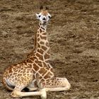 Giraffe macht Pause