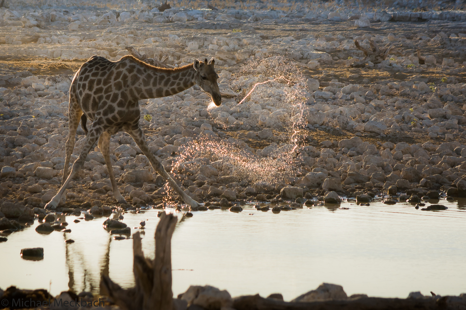Giraffe macht Wasserspiele