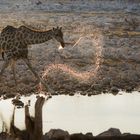 Giraffe macht Wasserspiele