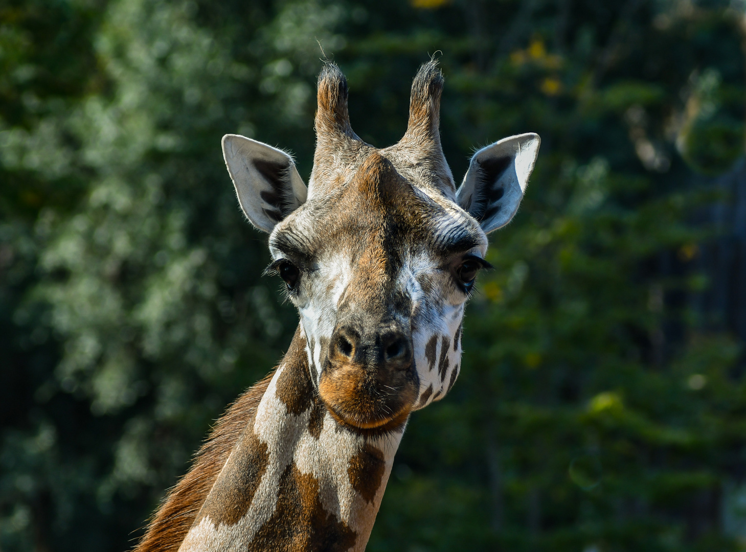Giraffe, Magdeburger Zoo
