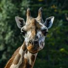 Giraffe, Magdeburger Zoo