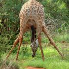 Giraffe - mal anders