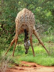 Giraffe - mal anders