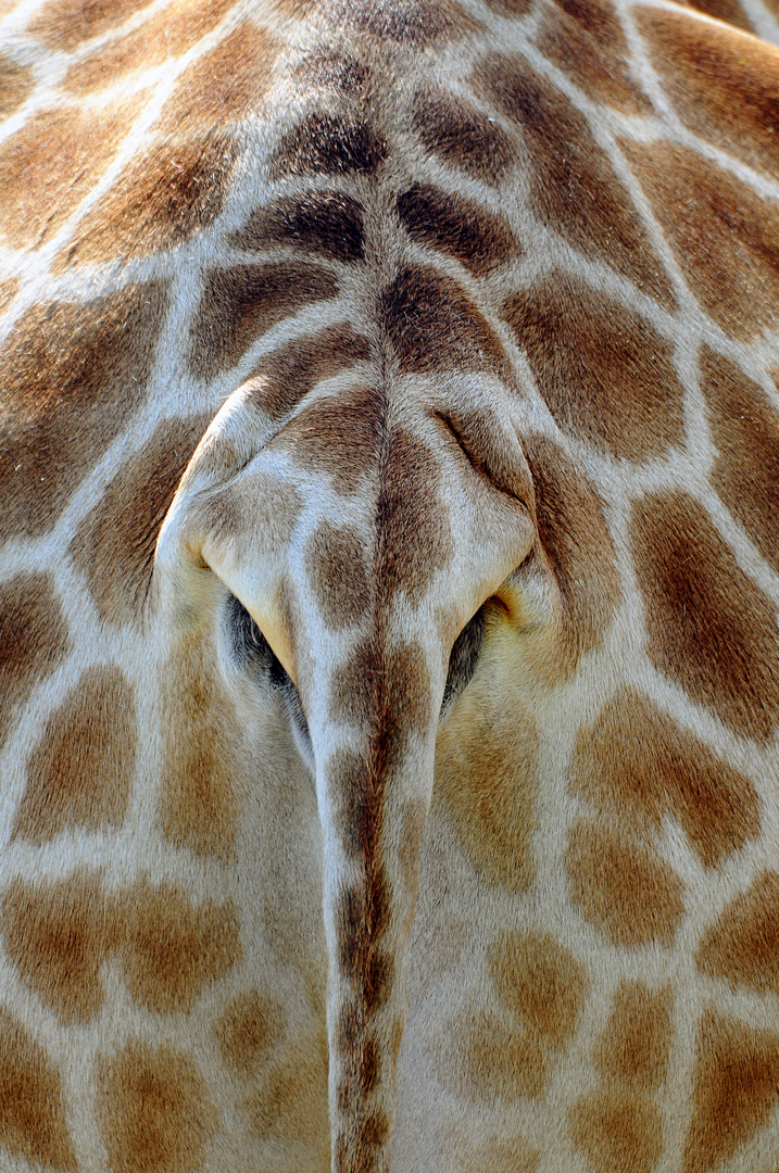 Giraffe mal anders