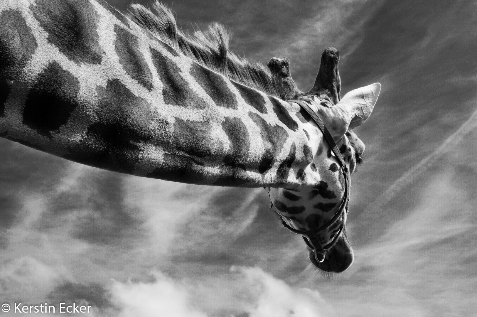 Giraffe mal anders