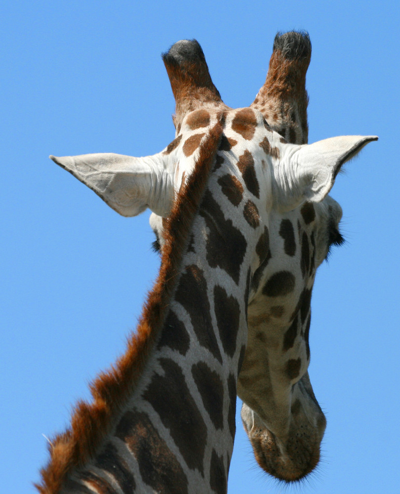 Giraffe mal anders...