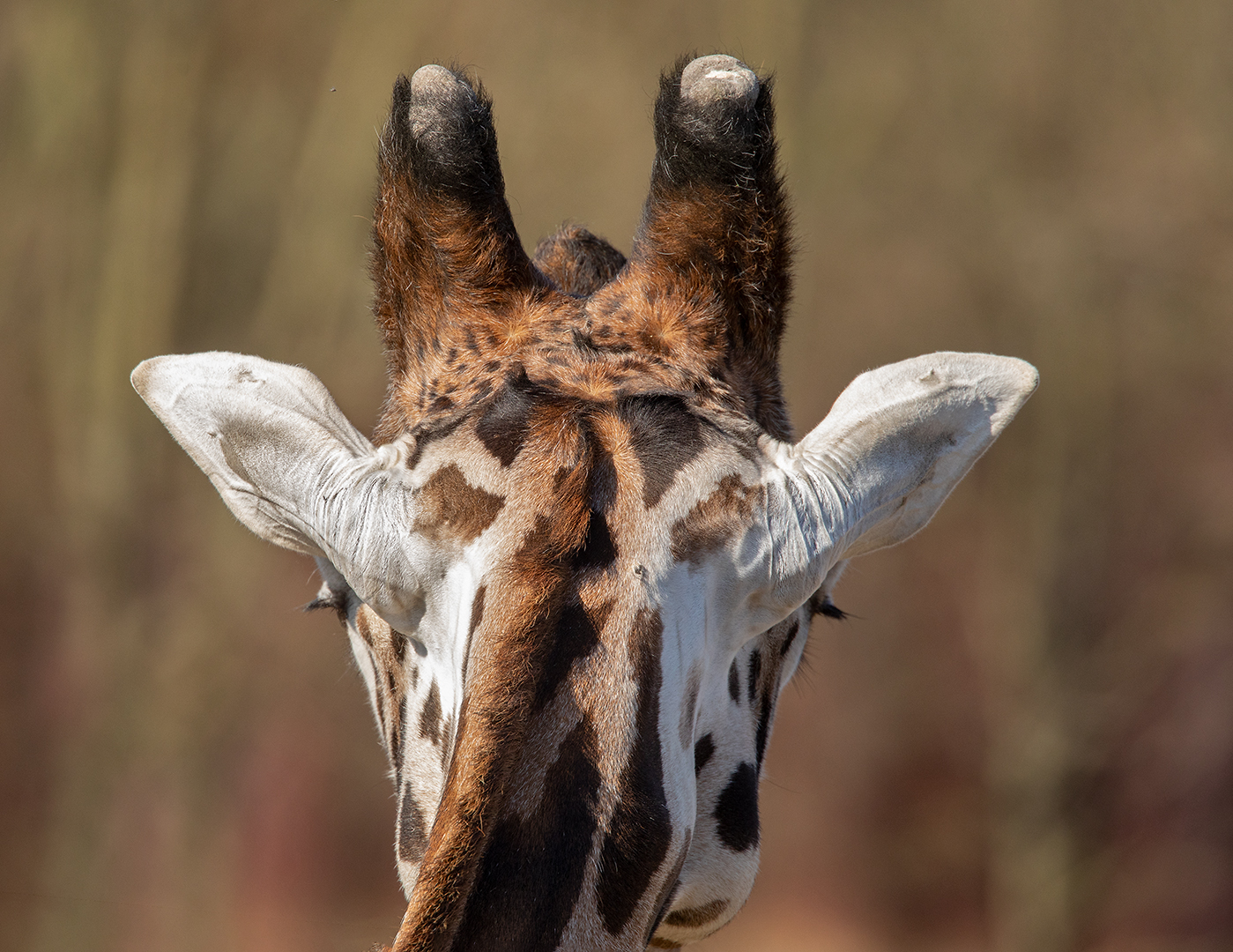 Giraffe mal von hinten