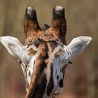 Giraffe mal von hinten