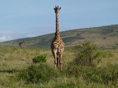 Giraffe Masai Mara